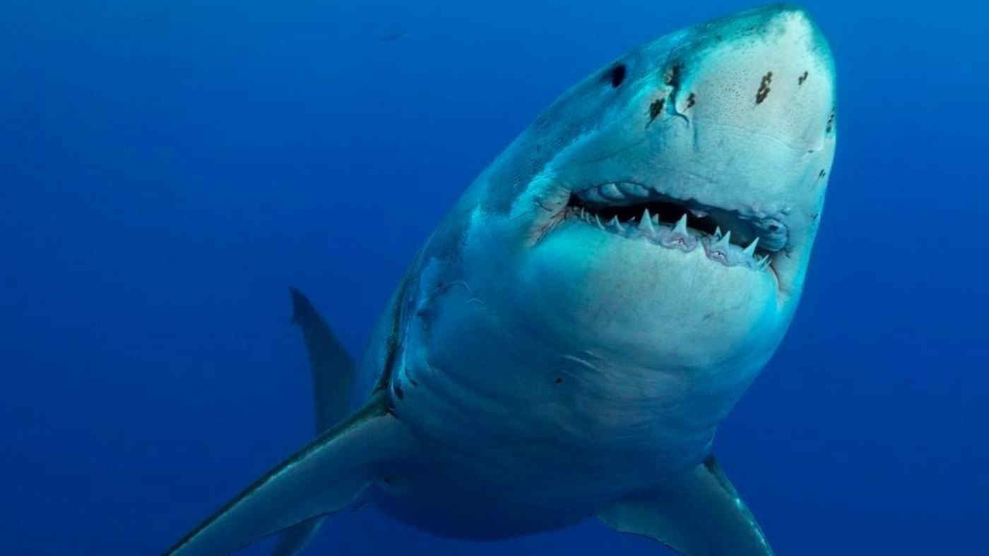 Il più grande squalo bianco mai marcato da OCEARCH avvistato al largo del Labrador: il gigante “Contractor”