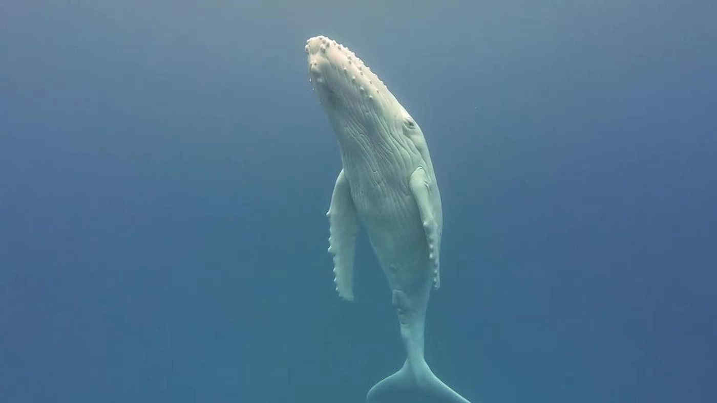 Siale, l’unica megattera albina al mondo: il dolce gioco con la mamma conquista il web