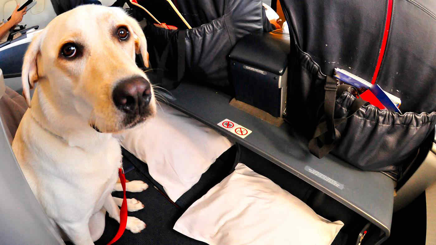 Volare con i cani: le nuove norme Enac consentono fino a sei animali per cabina, con limiti di peso