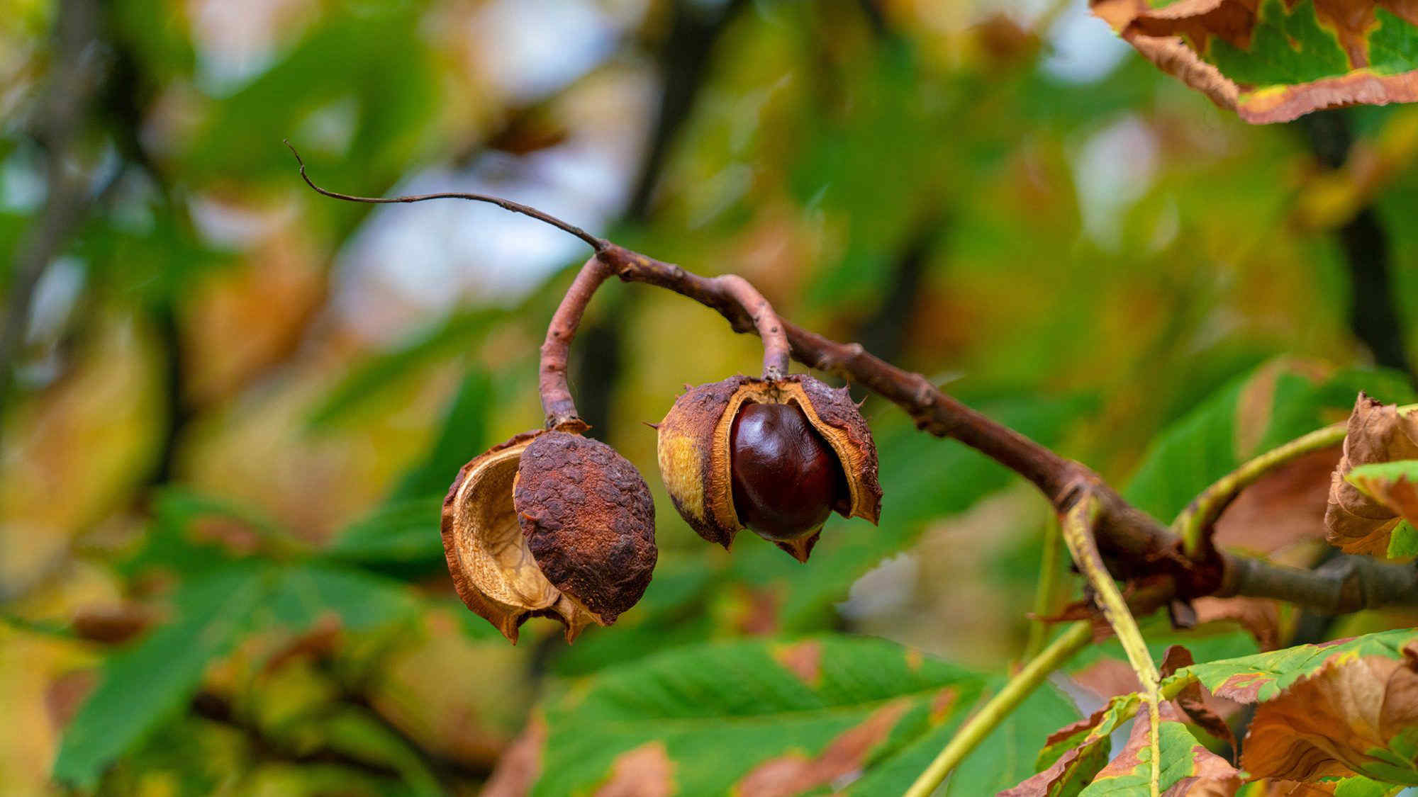 Perché le castagne di quest'anno costano meno: raccolto record e domanda in calo