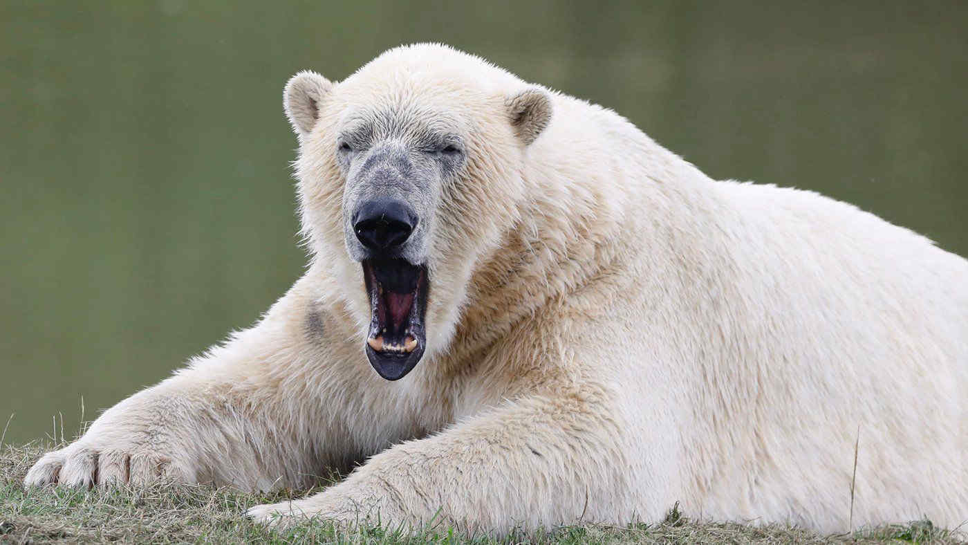 Orsi polari in difficoltà, l'adattamento alle temperature in aumento non è sufficiente: lo studio