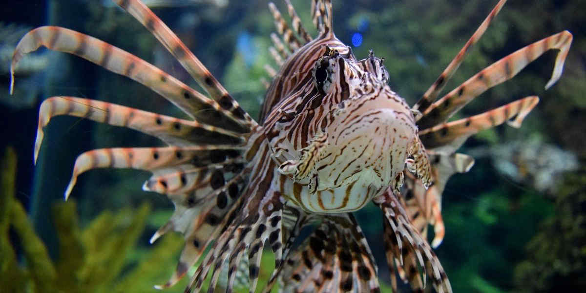 Pesce scorpione (leone) pescato nel Salento: perché è una minaccia per il Mediterraneo