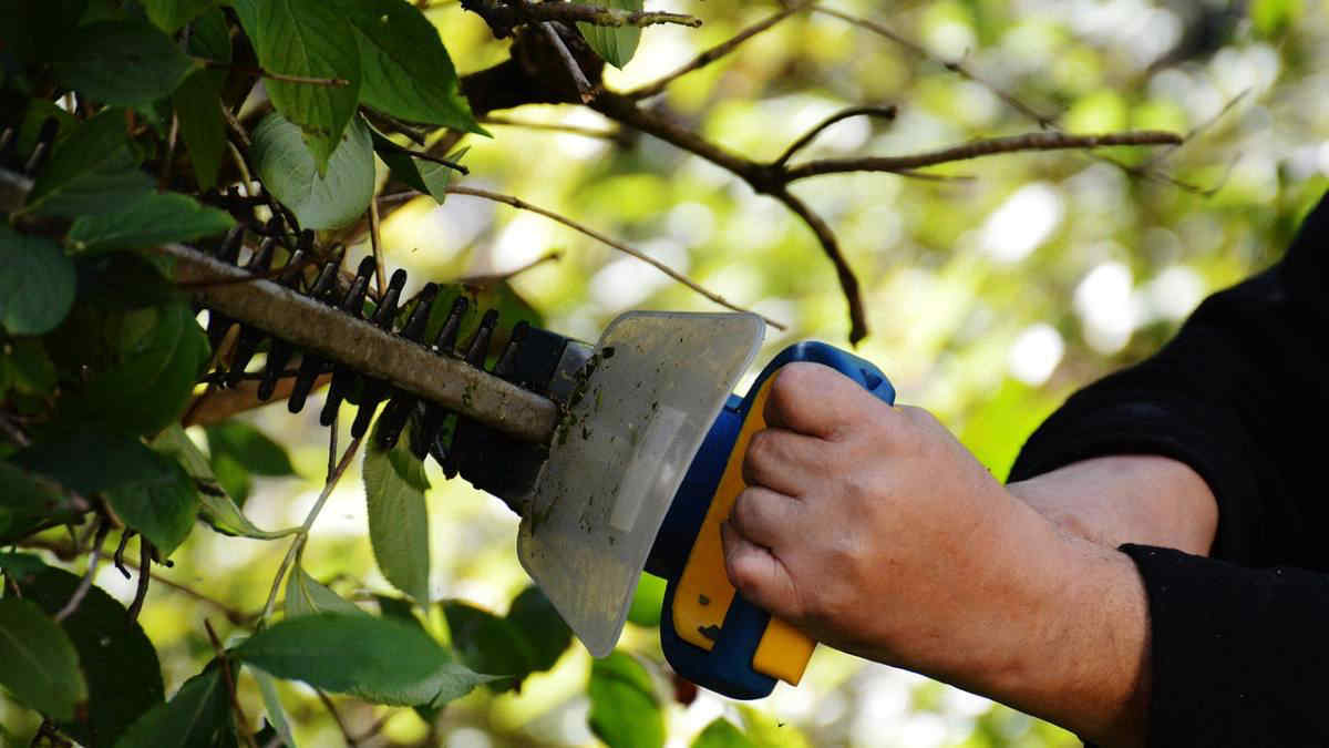 Le piante da potare a dicembre prima del gelo