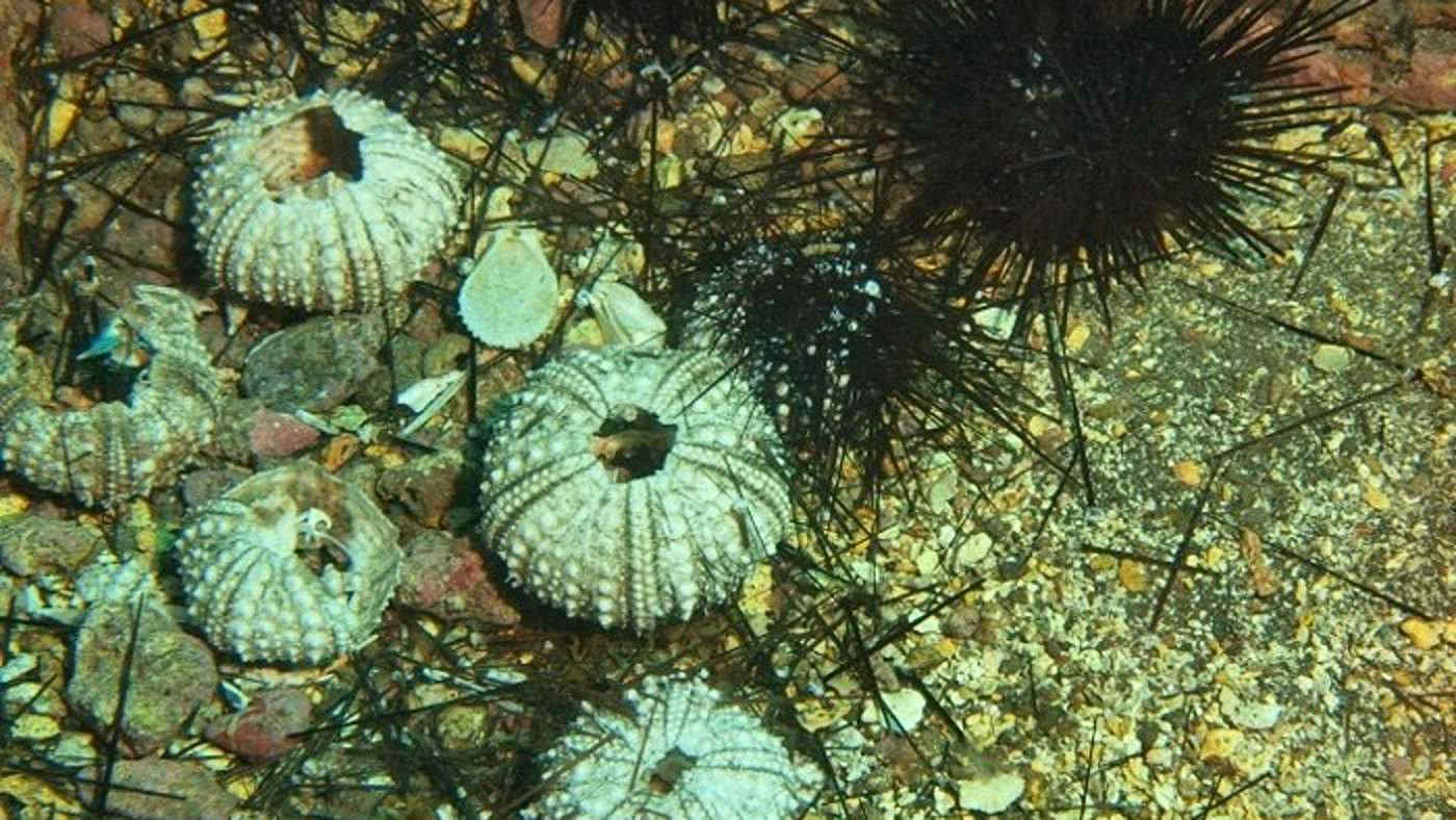 Pandemia oceanica invisibile: i ricci di mare diventano scheletri bianchi