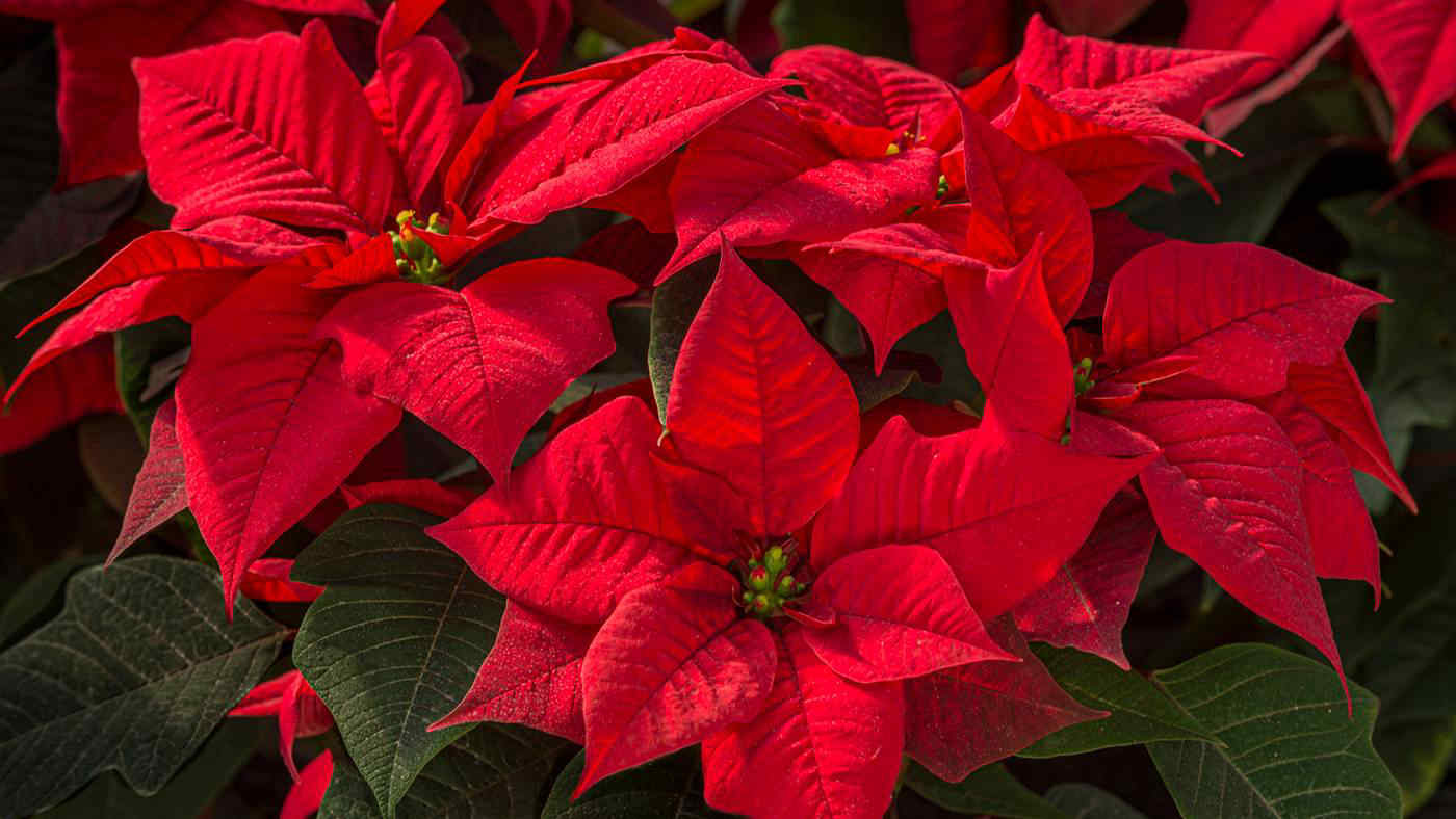 Cura della Stella di Natale: consigli per mantenerla al meglio