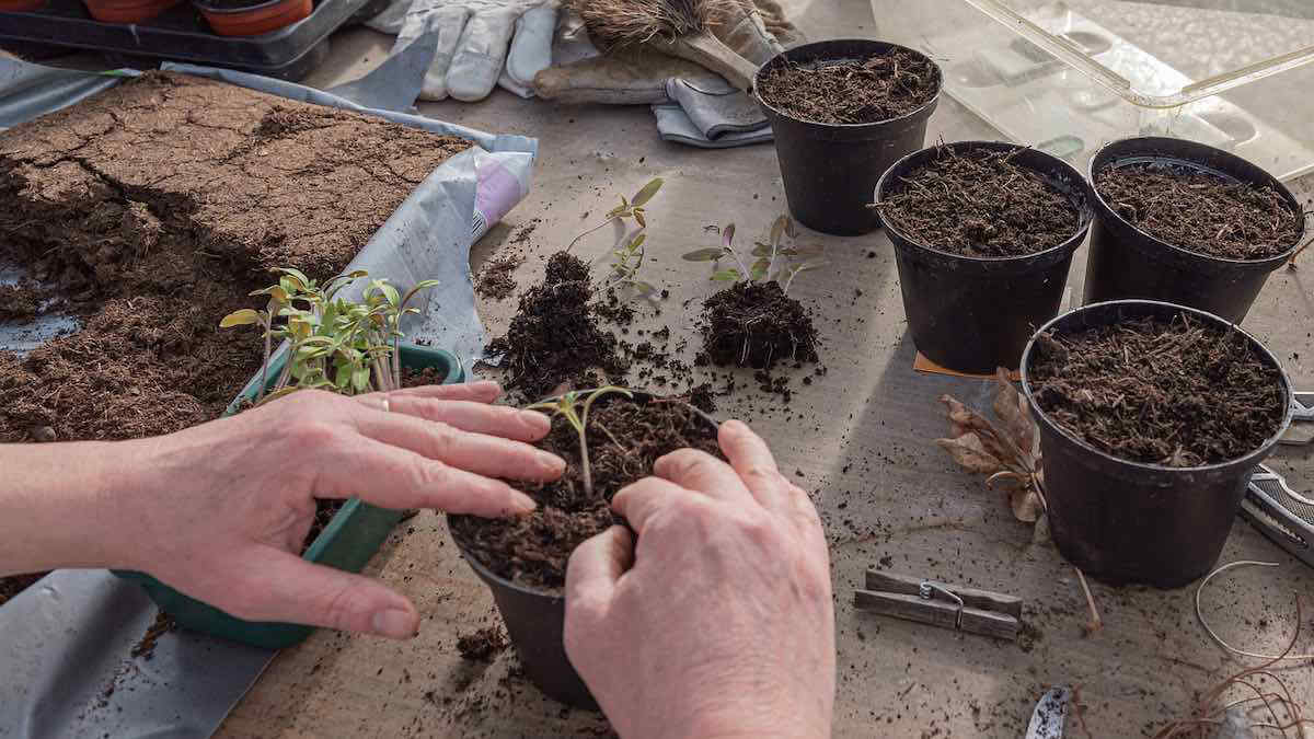 UE, nuove regole vietano le piante in vaso: ecco cosa è vietato e perchè
