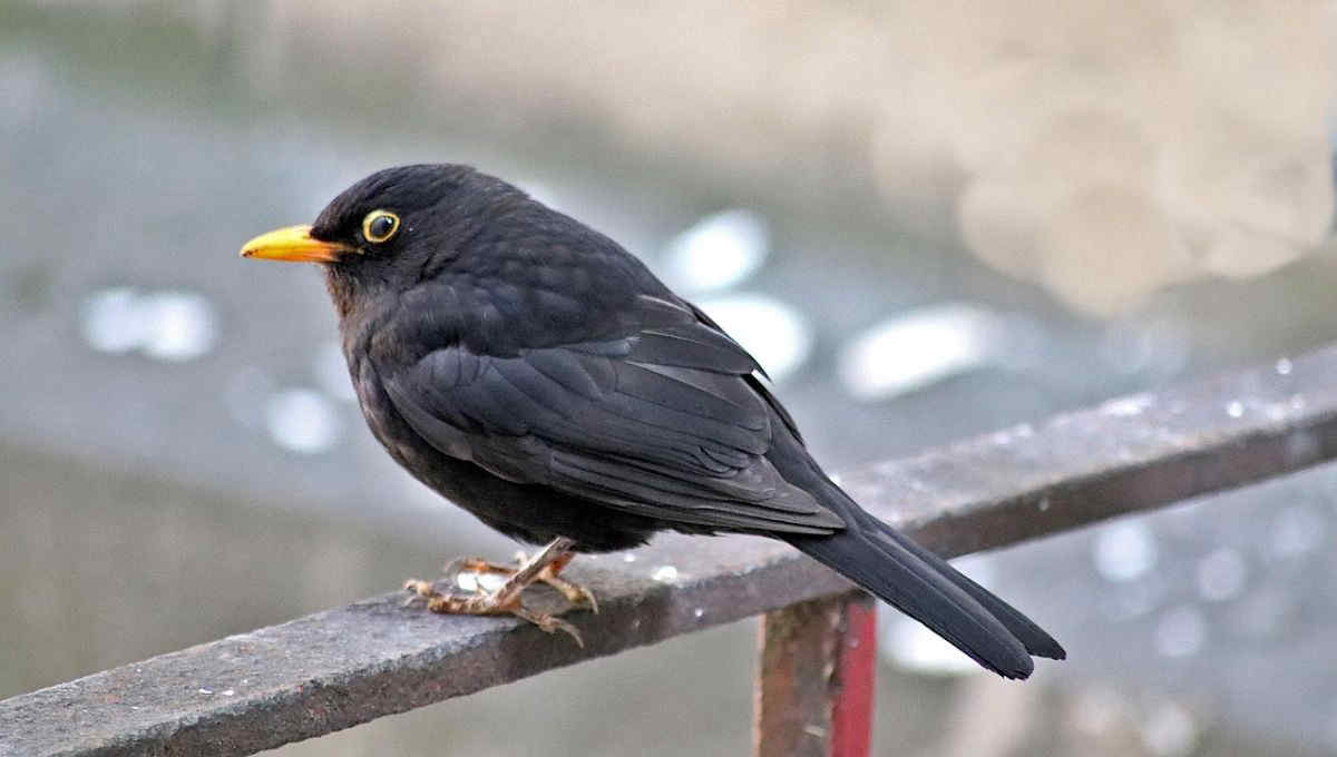 I Giorni della Merla 2026: quando cadono e perché si chiamano così