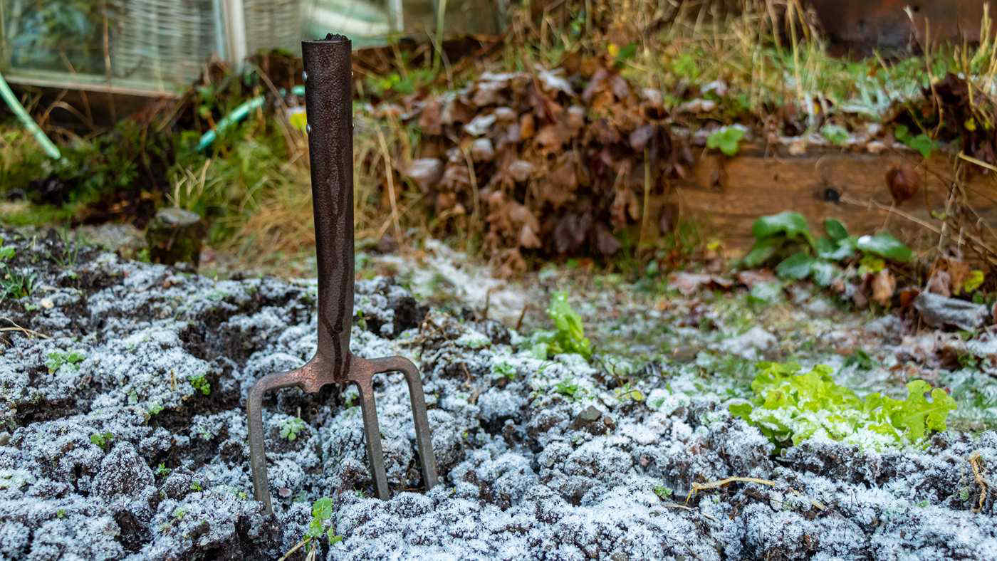 Semina invernale: cosa piantare ora nell'orto per raccolti anticipati
