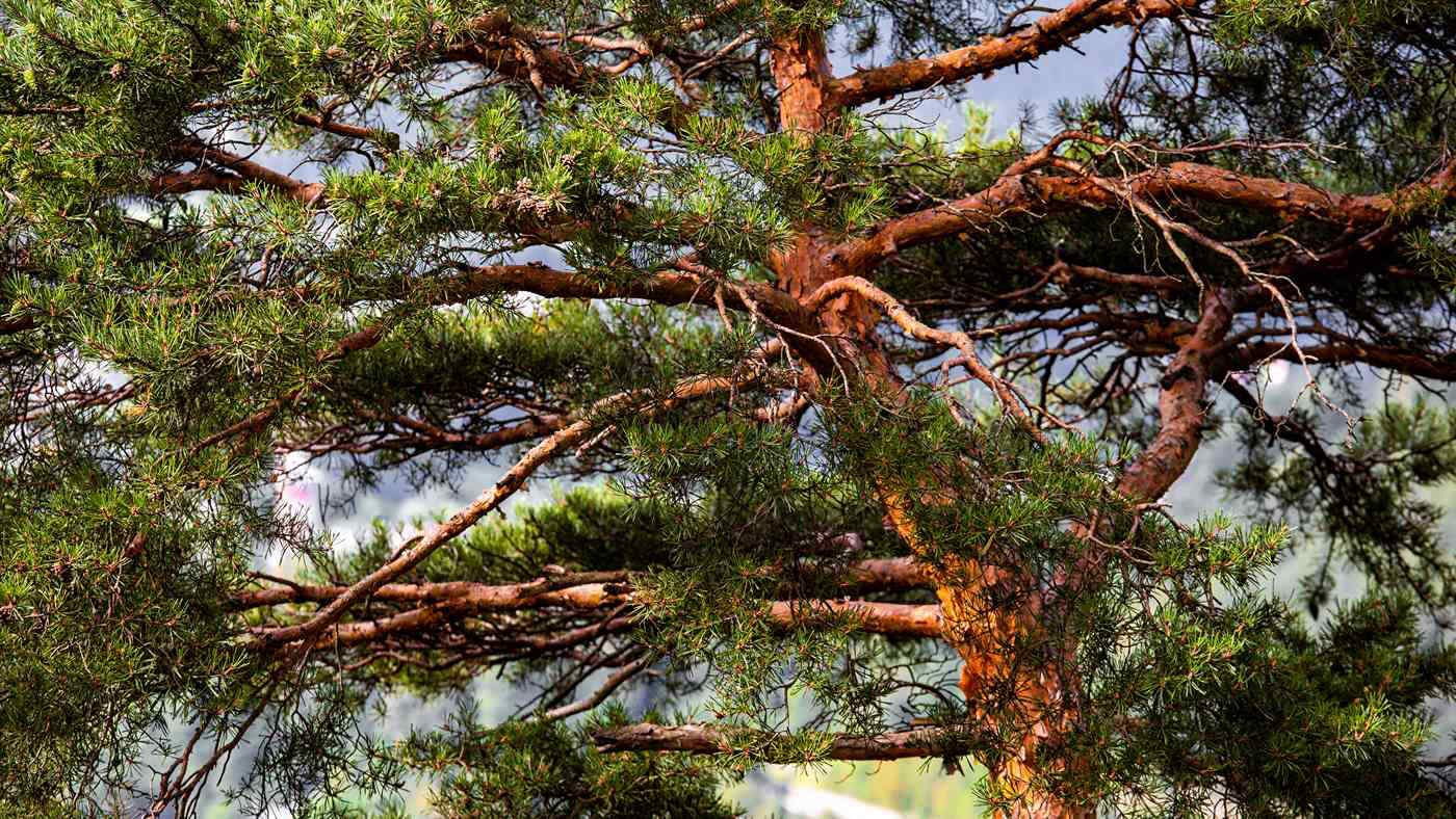 Cinque secoli di dati dagli alberi mostrano un aumento delle precipitazioni estreme nel Mediterraneo