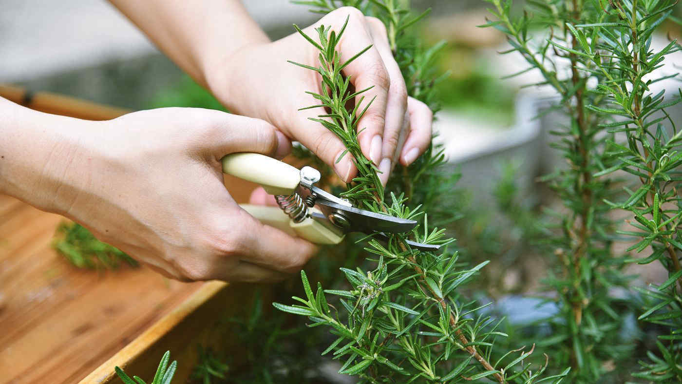 7 erbe aromatiche perenni da piantare a febbraio