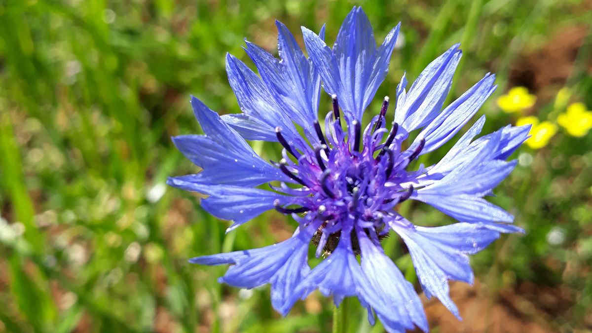 Il fiordaliso diventa specie protetta in Trentino: raccoglierlo può costare davvero caro