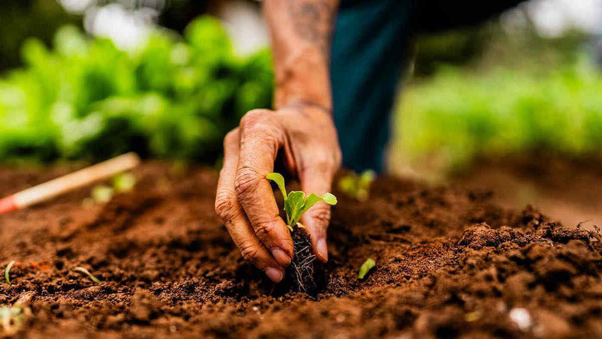 10 lavoretti da fare ora nell'orto e nel giardino per avere spazi ricchi e colorati