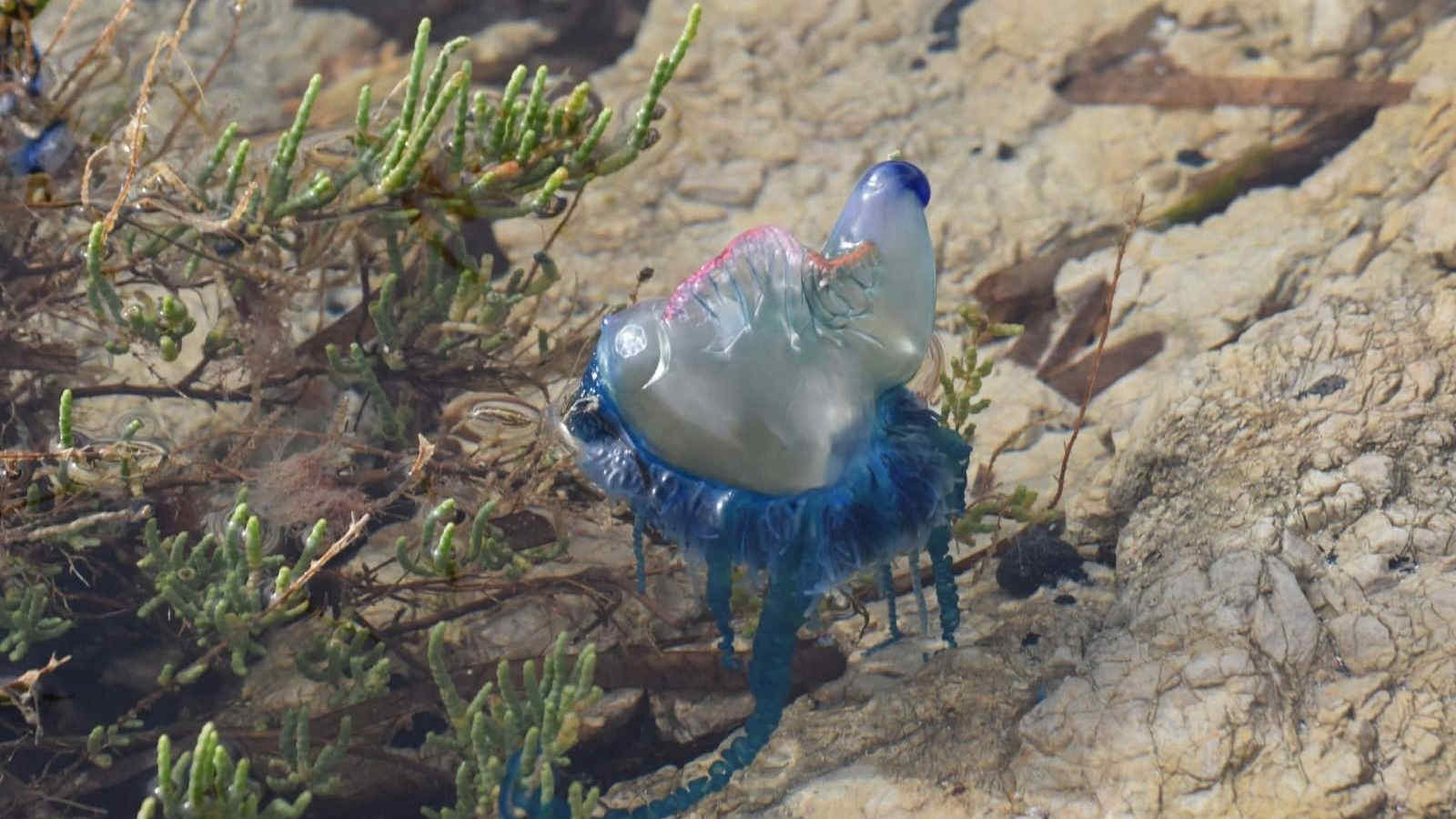 Stretto di Messina, segnalata la Caravella portoghese: è pericolosa per i bagnanti