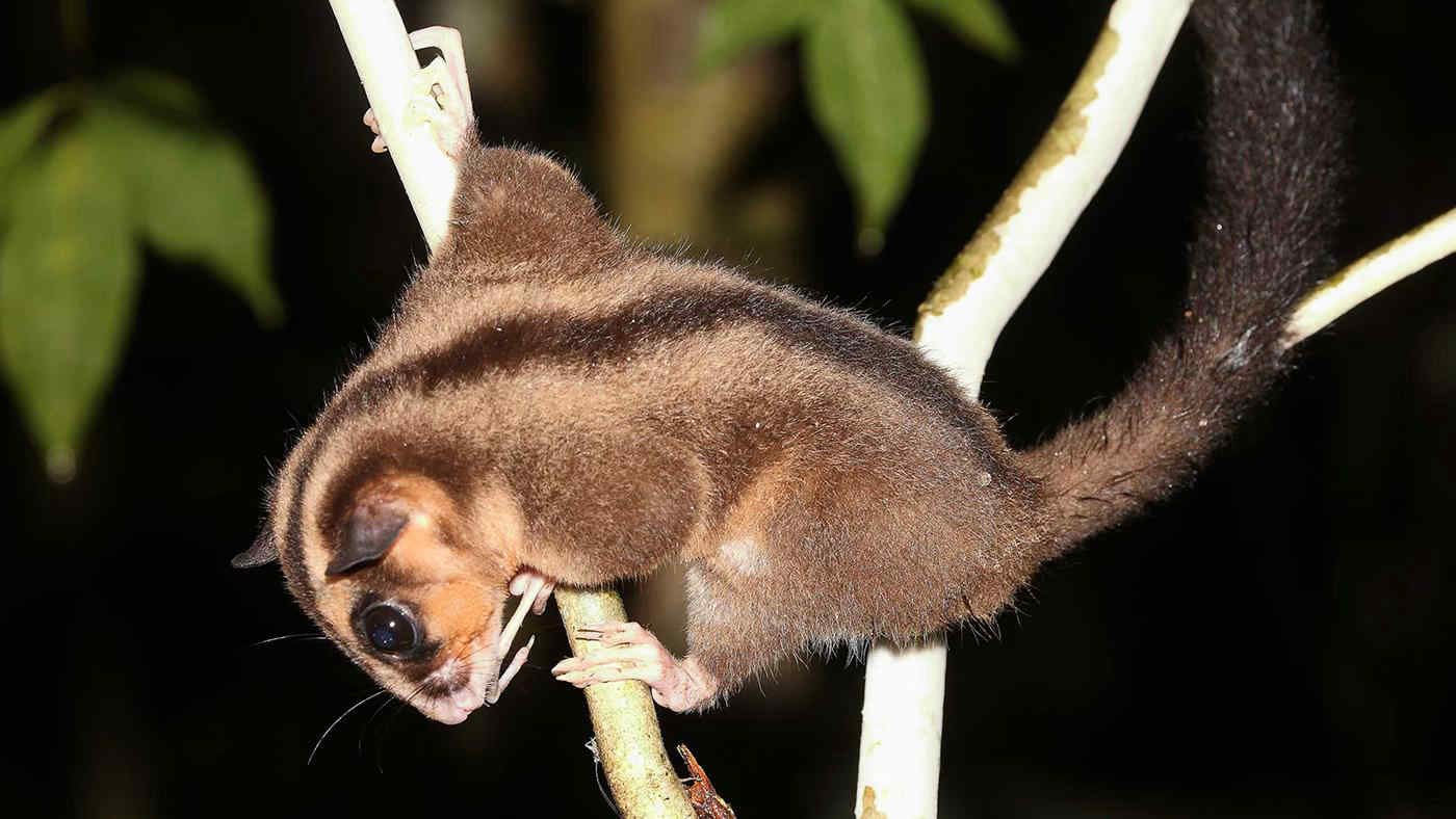 Scoperti in Nuova Guinea due marsupiali “Lazzaro”, creduti estinti da migliaia di anni