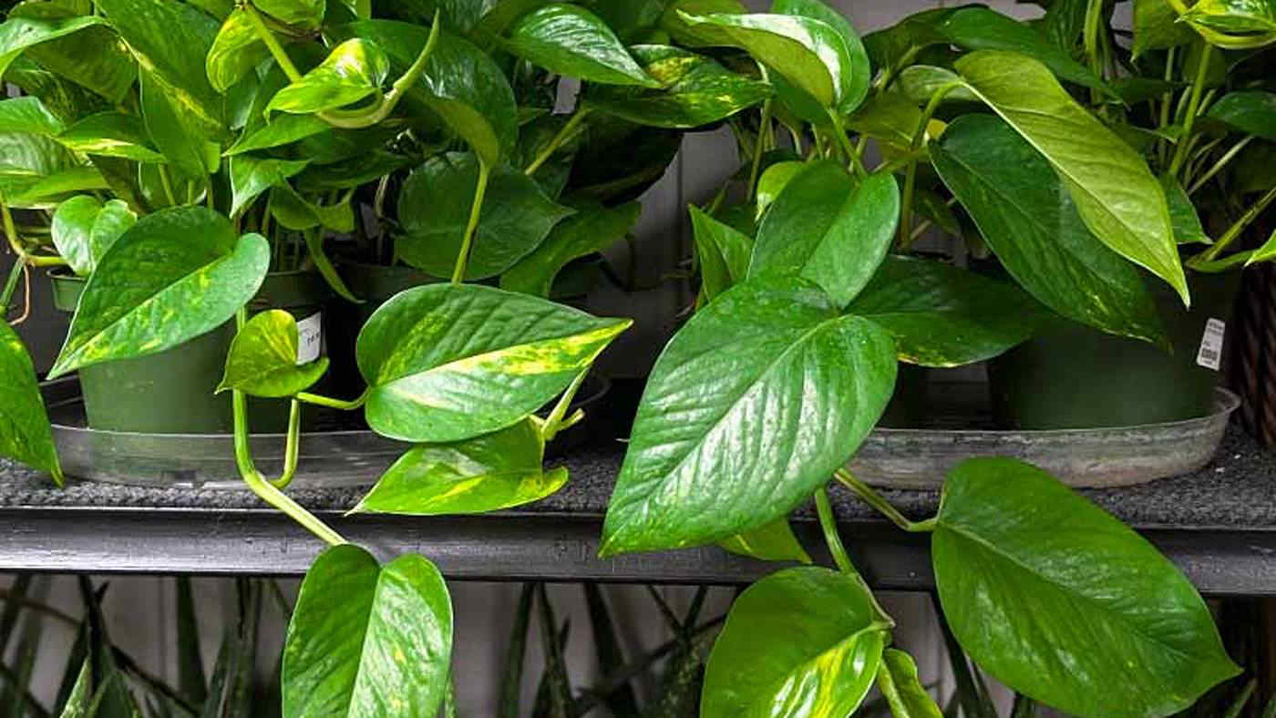 10 piante da coltivare anche con il pollice nero