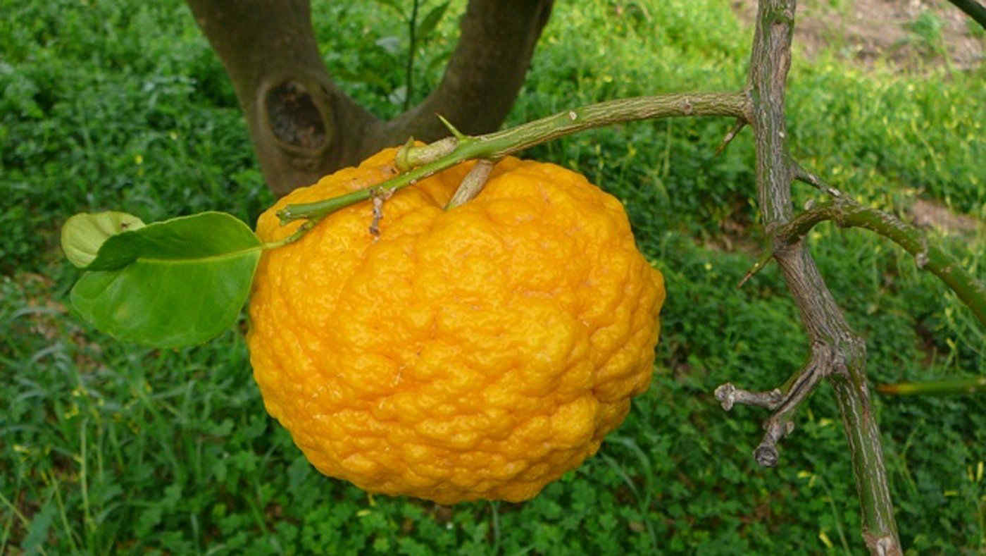 Sa Pompìa, il raro agrume della Sardegna che si può mangiare solo cotto