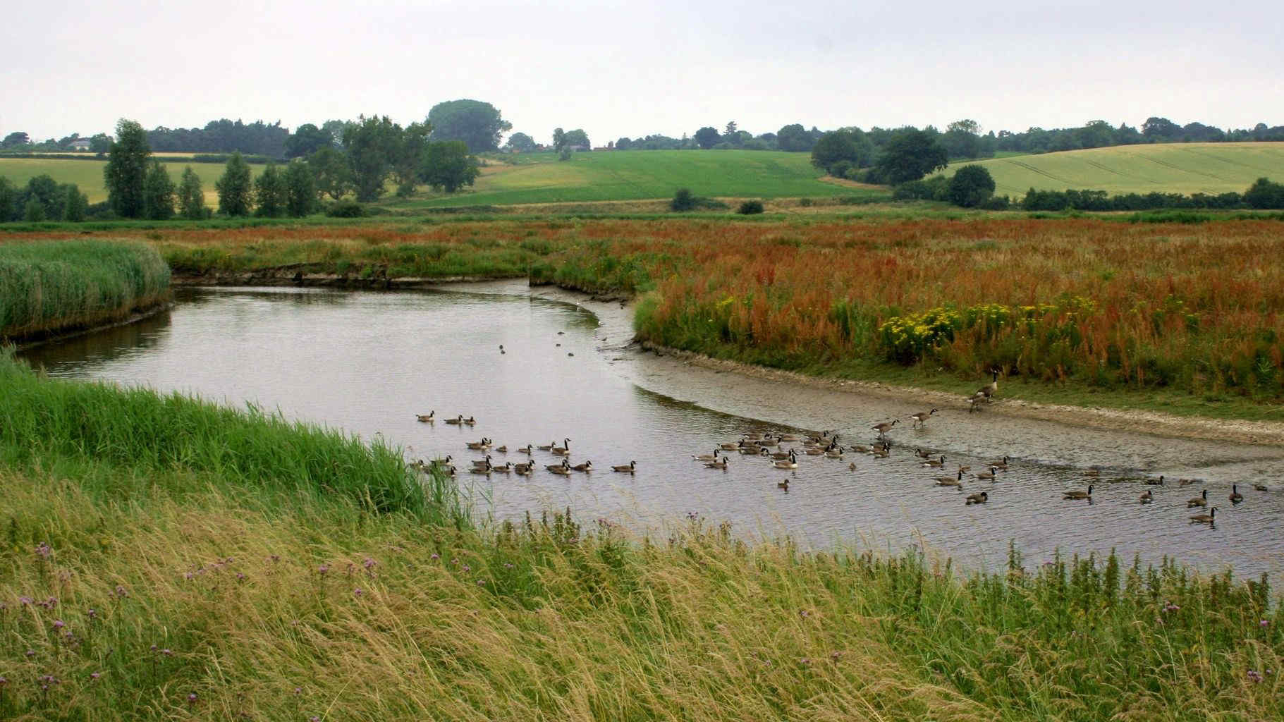 Fiumi inglesi, nel Suffolk non scorre solo acqua: i gamberetti contengono tracce di cocaina