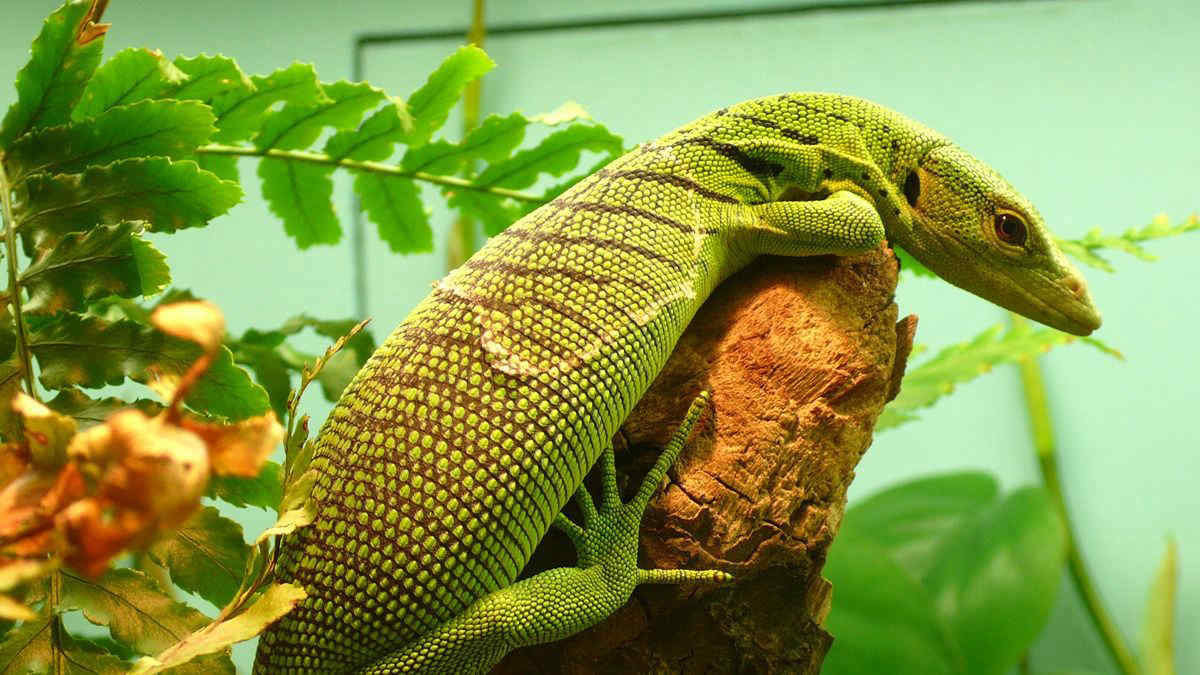 3 nuove specie di lucertole scoperte in Australia: una ha la testa arancione ed è incredibile