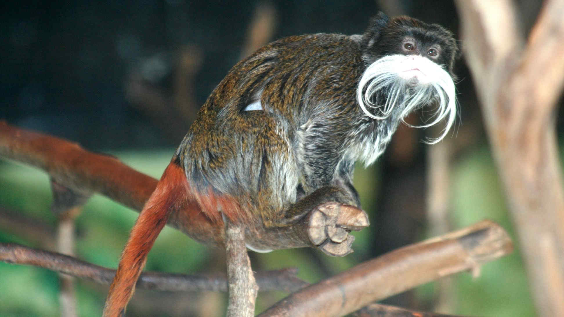 Bioparco di Roma, nati due gemelli di tamarino imperatore, tra i primati più piccoli