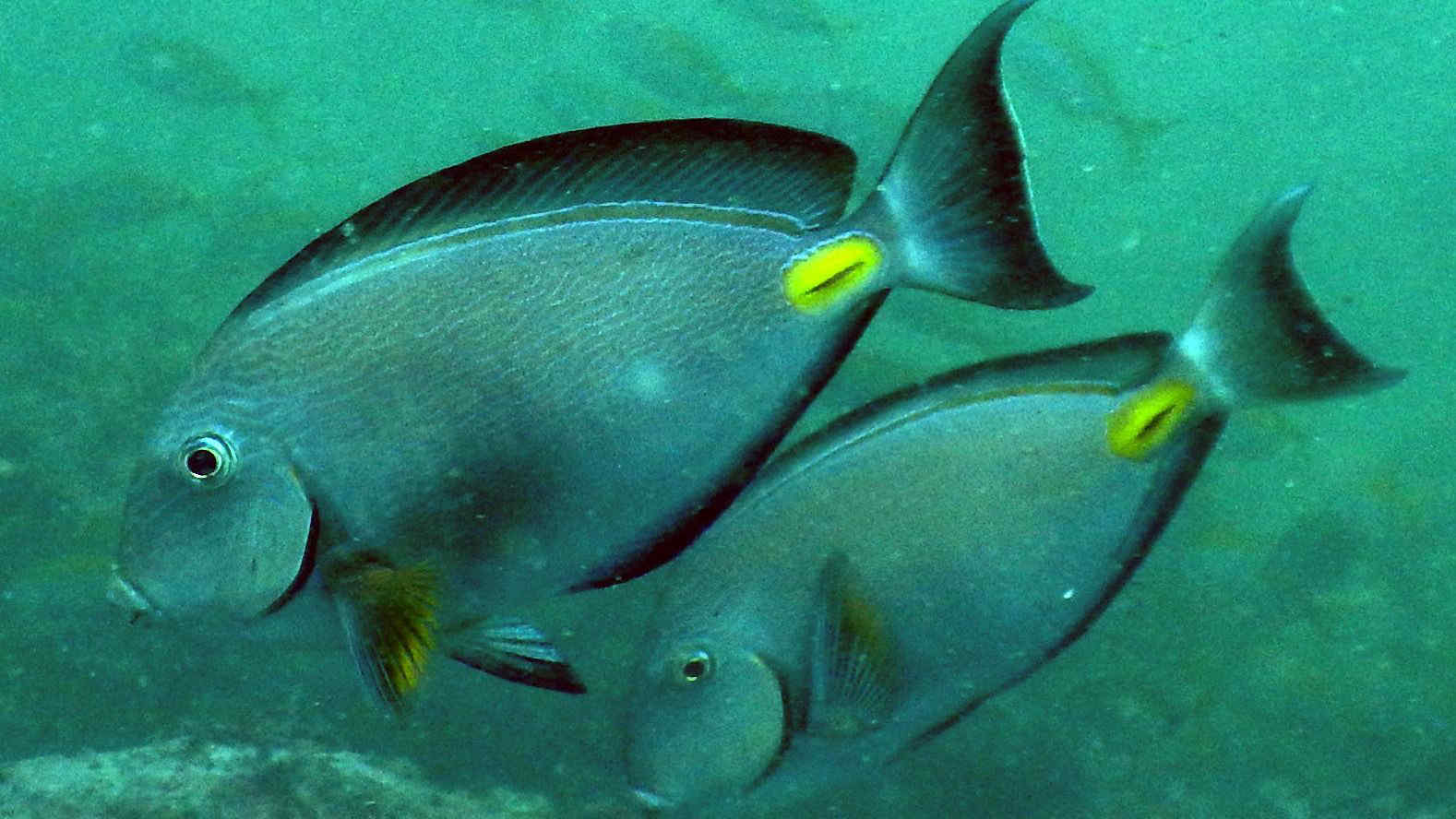 Pesce chirurgo di Monrovia avvistato nell’Adriatico: le spine taglienti possono ferire