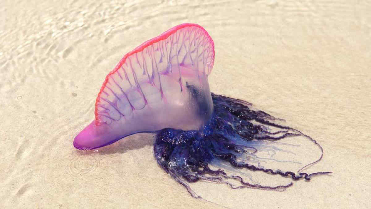 Caravella portoghese avvistata in Italia: segnalazioni dalle Isole Eolie a Vibo Valentia