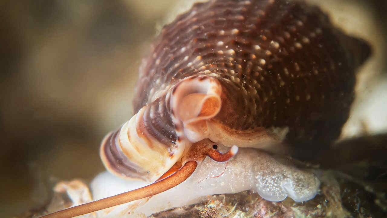Lumaca vampiro nel Mediterraneo: la Cumia intertexta pescata a Porto Cesareo candidata a Mollusc of the Year 2026