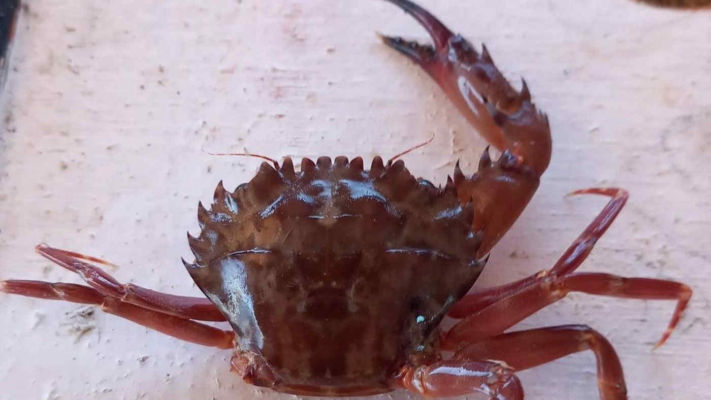 Granchio rosso invasivo nel Mar Ionio: origine, diffusione e rischi