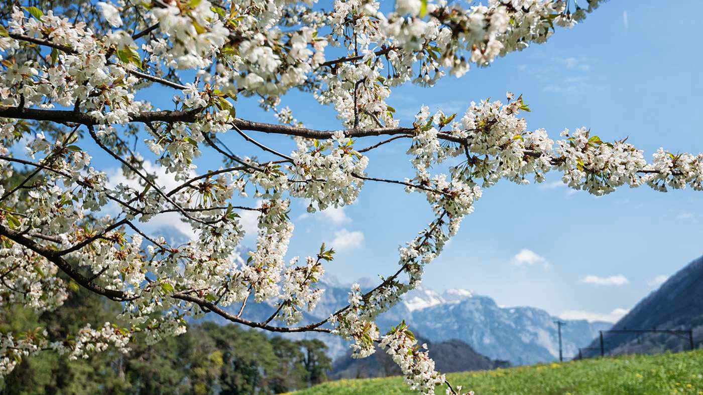 Previsioni meteo: clima primaverile con massime fino a 26°C in Italia. Quanto durerà?