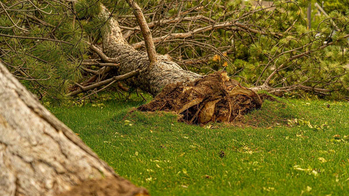 Maltempo in Puglia: forte vento, morta una 12enne a Bisceglie e un'altra vittima a Taranto