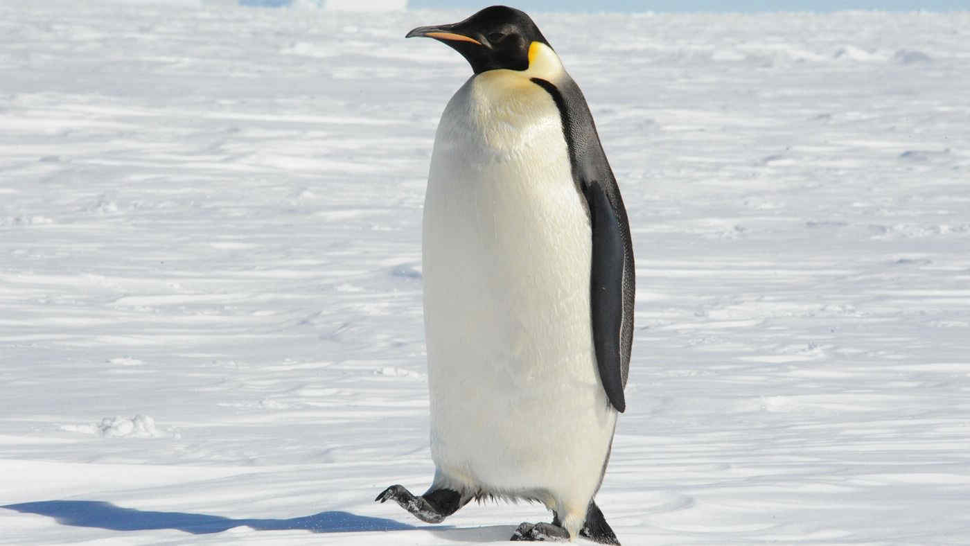 Pinguini imperatore e otarie antartiche a rischio estinzione: ecco perché