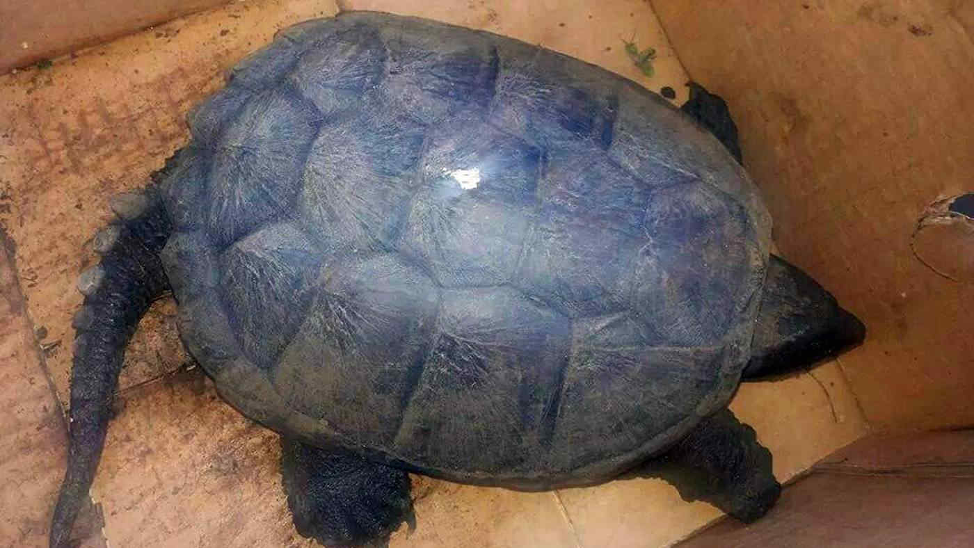 Allarme tartarughe azzannatrici a Roma: nuovi avvistamenti