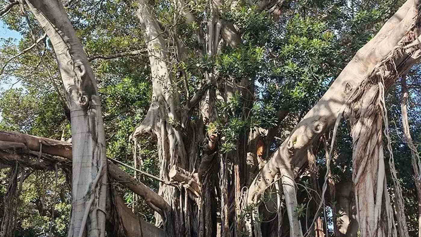 L'albero più grande d'Europa è a Palermo: ha 162 anni di storia, e ora non sta bene