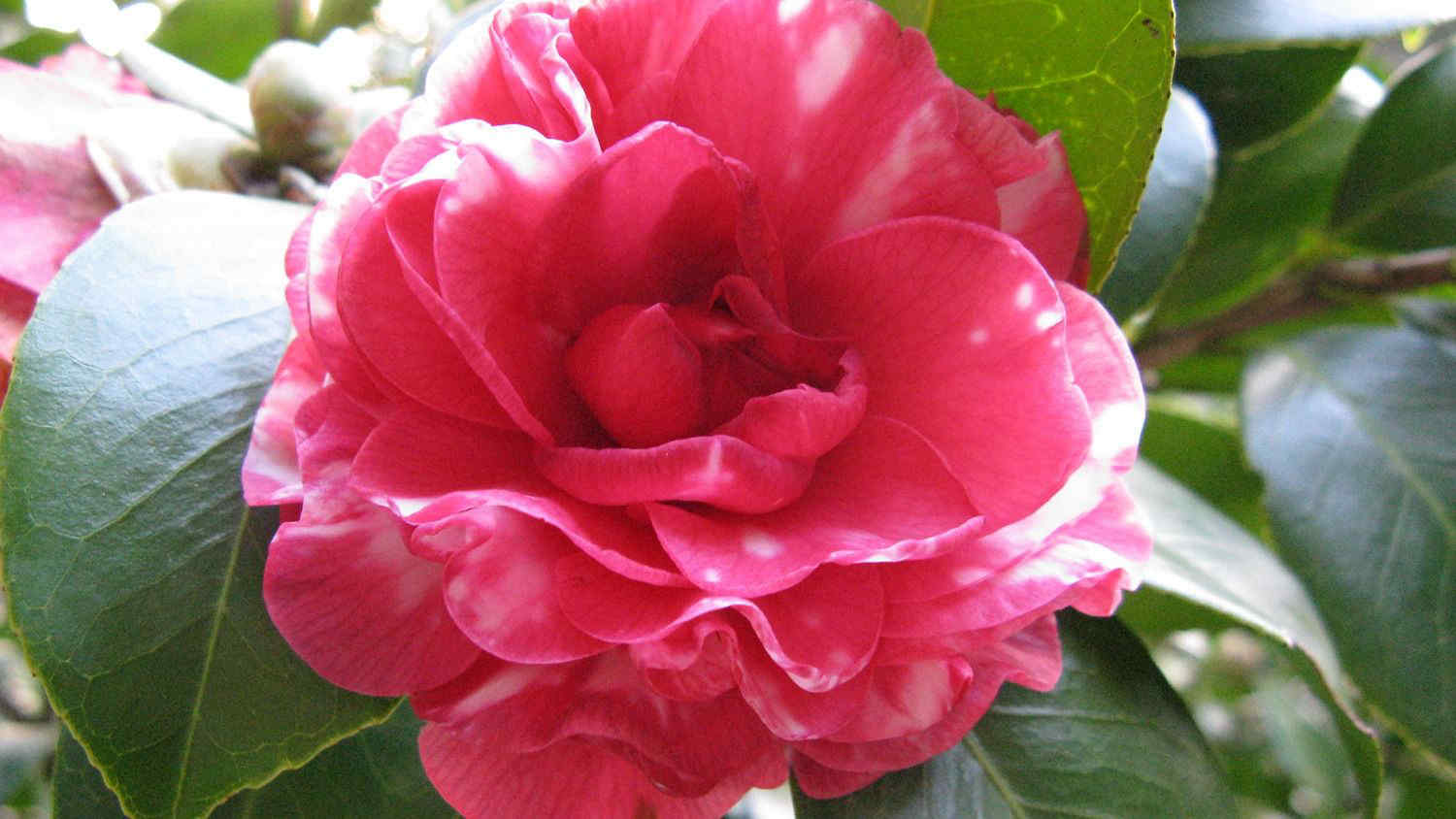 Come prendersi cura della camelia, pianta ornamentale molto apprezzata