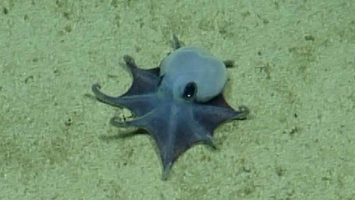 Scoperto un misterioso polpo blu negli abissi delle Galàpagos: sembra un Pokémon