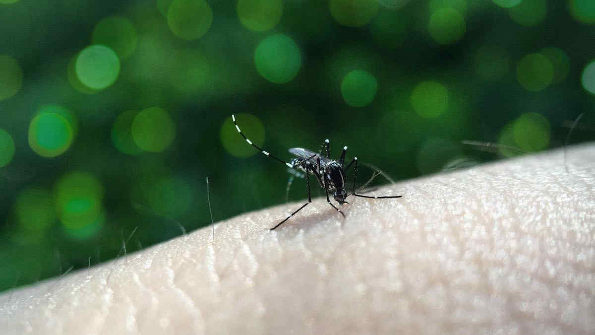 Febbre Chikungunya in Toscana, secondo caso nella regione: di cosa si tratta