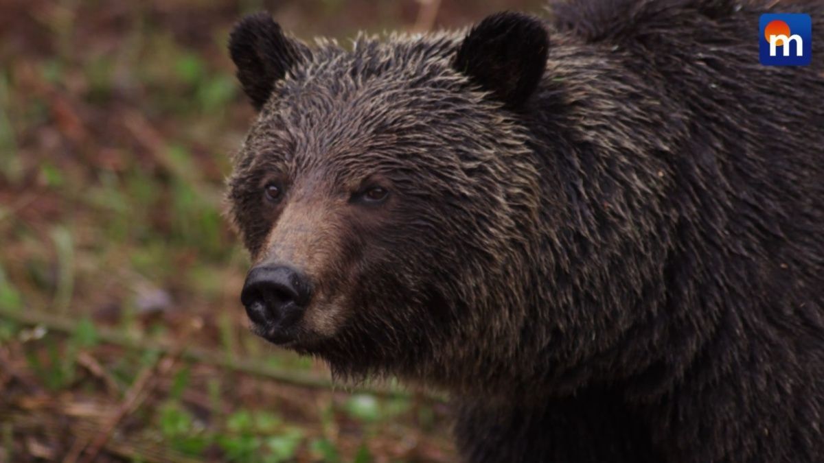 Orso bruno sull'altopiano di Asiago: avvistato un giovane esemplare, ecco da dove arriva
