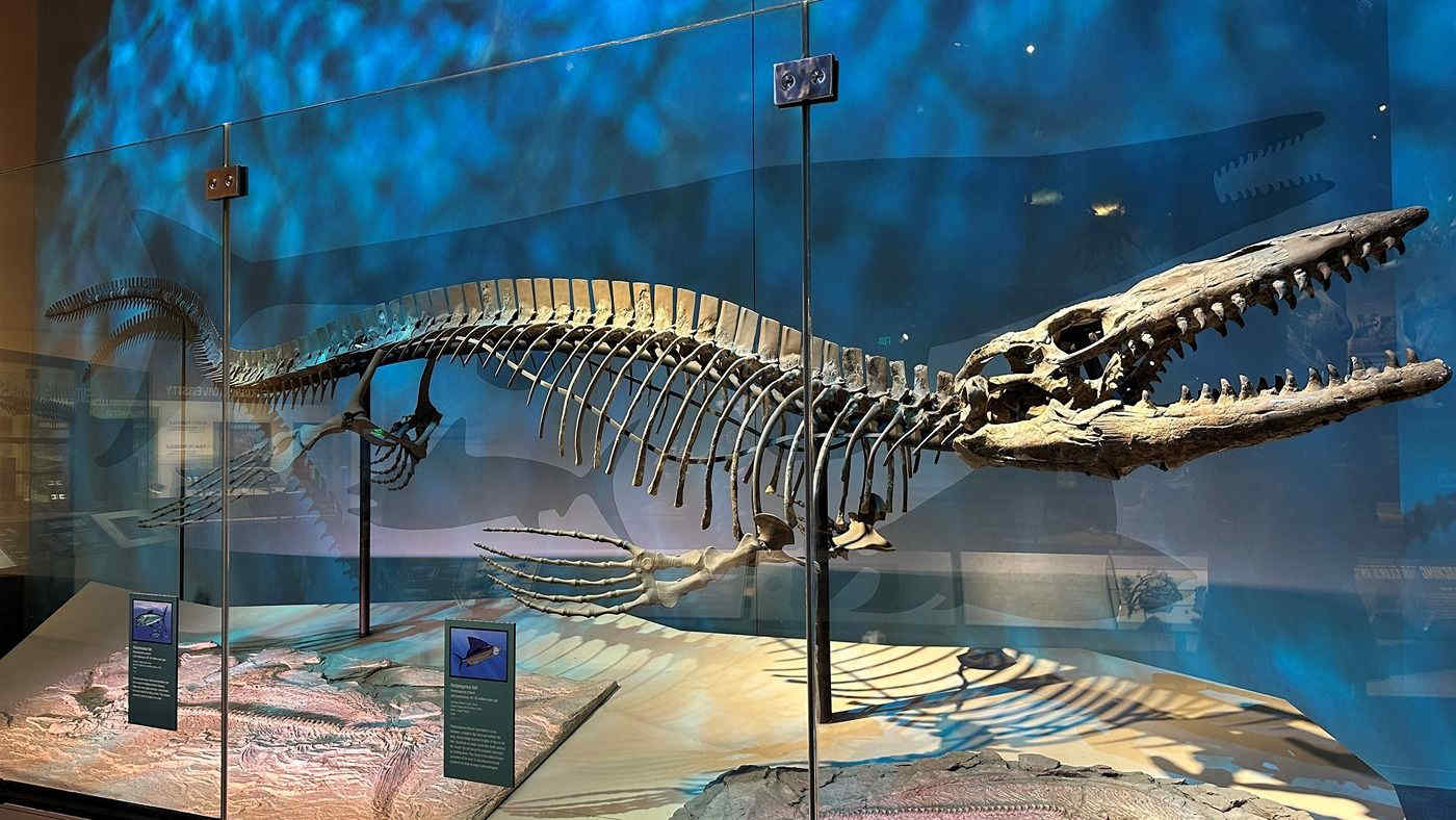 Identificato il "Cavaliere Nero", il super predatore degli oceani del Cretaceo