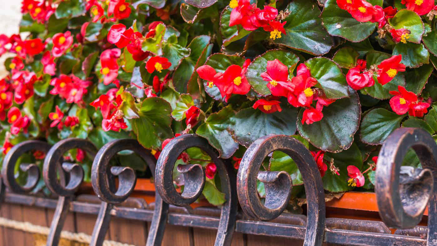 Quali piante scegliere per un balcone ombreggiato?