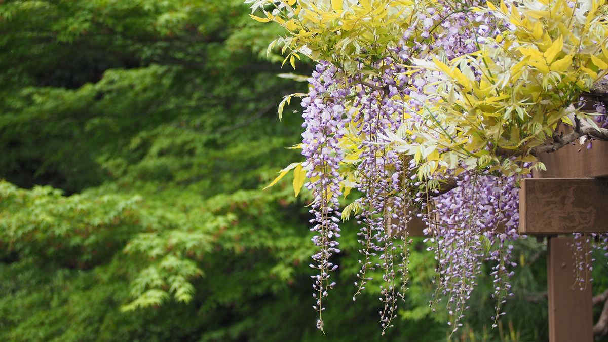 Come prendersi cura del glicine in fiore