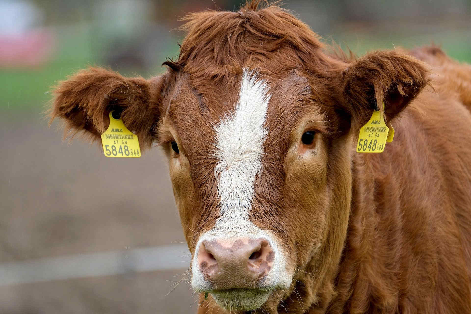Pianura Padana, peggiora la qualità dell’aria: record di ammoniaca e gas serra nelle aree agricole intensive