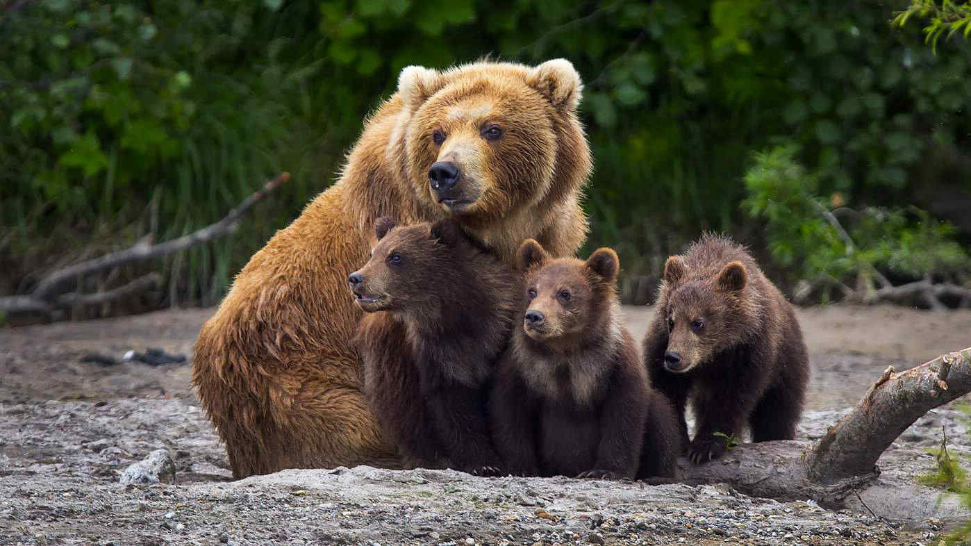 Uomo ucciso da un’orsa in Bulgaria: il caso riaccende il dibattito sulla convivenza con gli animali selvatici