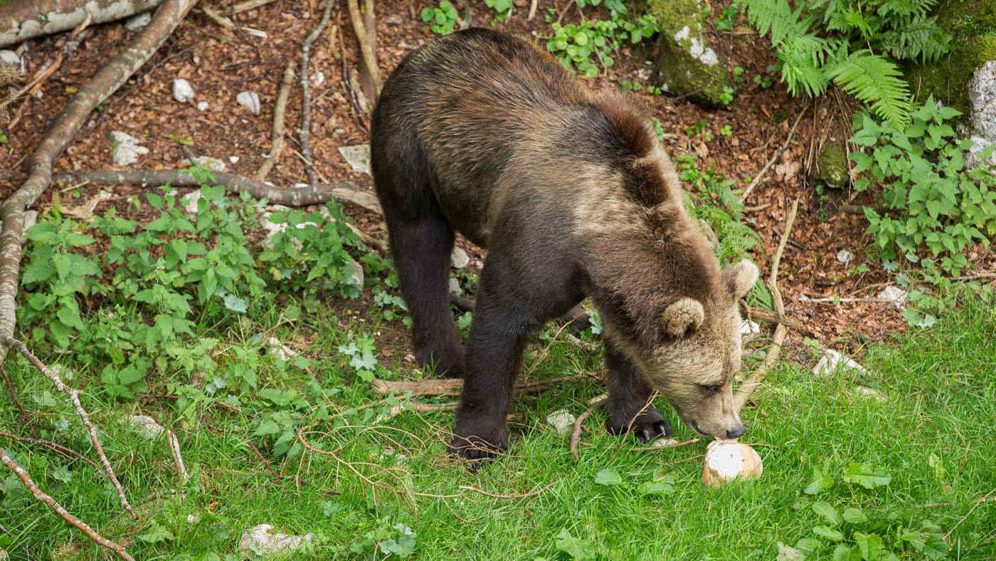 Orso bruno sull'altopiano di Asiago: avvistato un giovane esemplare. Come comportarsi in questi casi