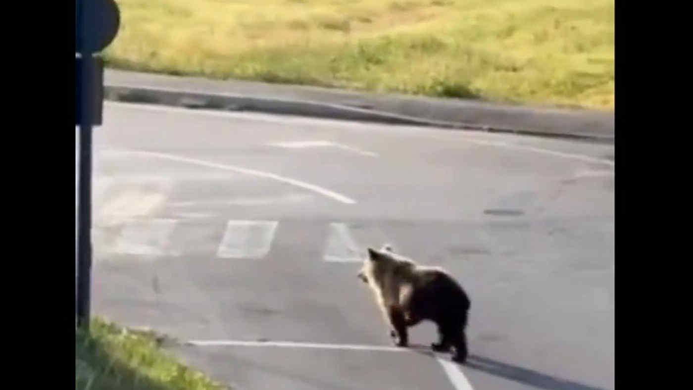 Orso marsicano avvistato a Castel di Sangro: bagno nel fiume e passeggiata in paese