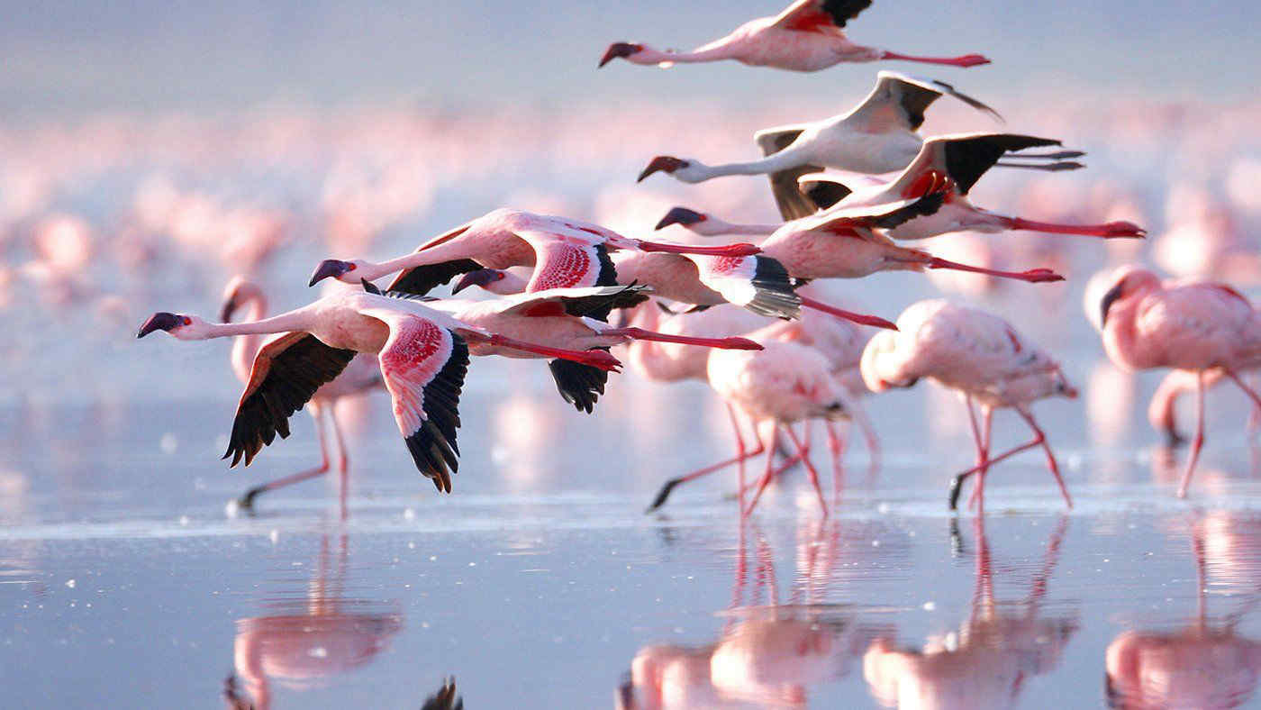 La laguna di Venezia si colora di rosa: quasi 24mila fenicotteri censiti tra barene e valli da pesca