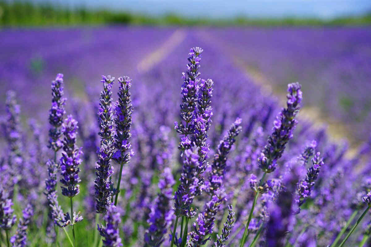 Lavanda in fiore 2026: le feste e i paesaggi viola più belli da scoprire in Italia