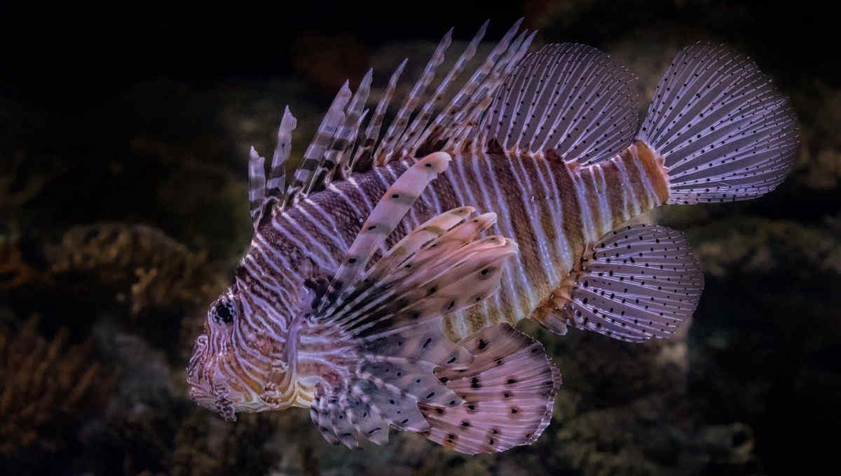 Allarme pesce scorpione in Sicilia: avvistata per la prima volta la specie velenosa