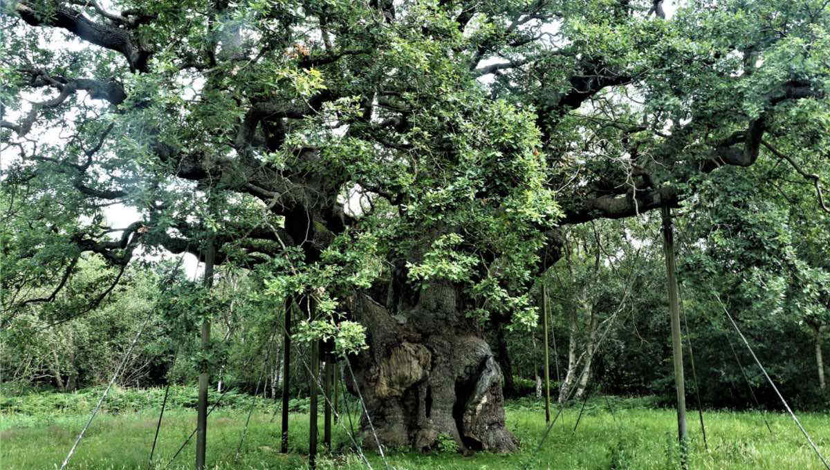 La quercia di Robin Hood si spegne dopo secoli: pesano caldo, siccità e pressione turistica
