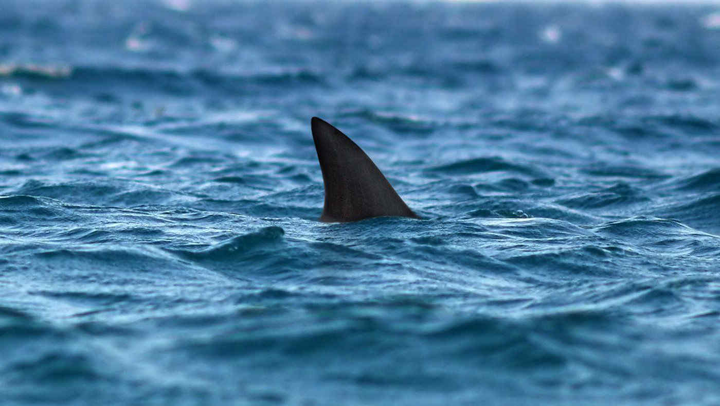 Turista di 28 anni: "Attaccato da uno squalo per cinque volte in Sardegna"