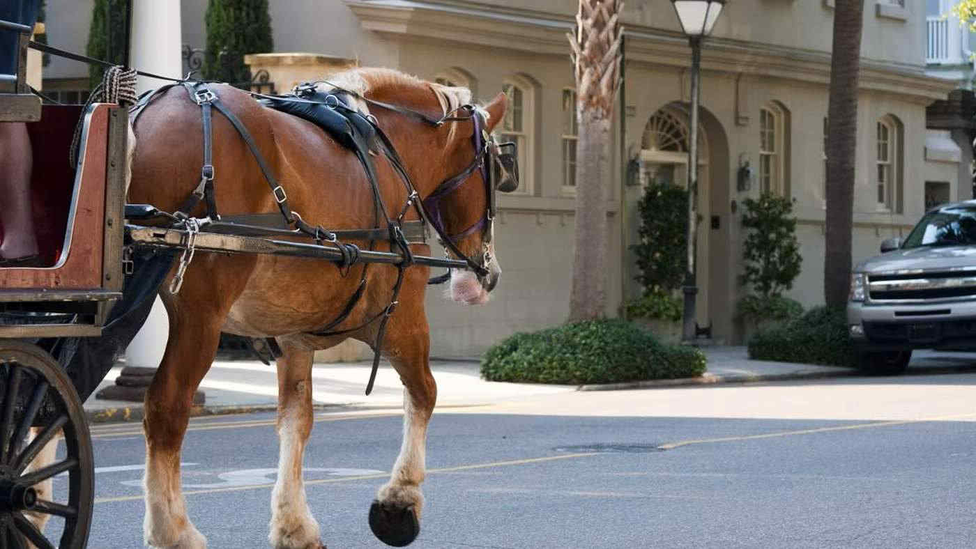 Palermo dice addio alle botticelle: stop alle carrozzelle trainate dai cavalli in città