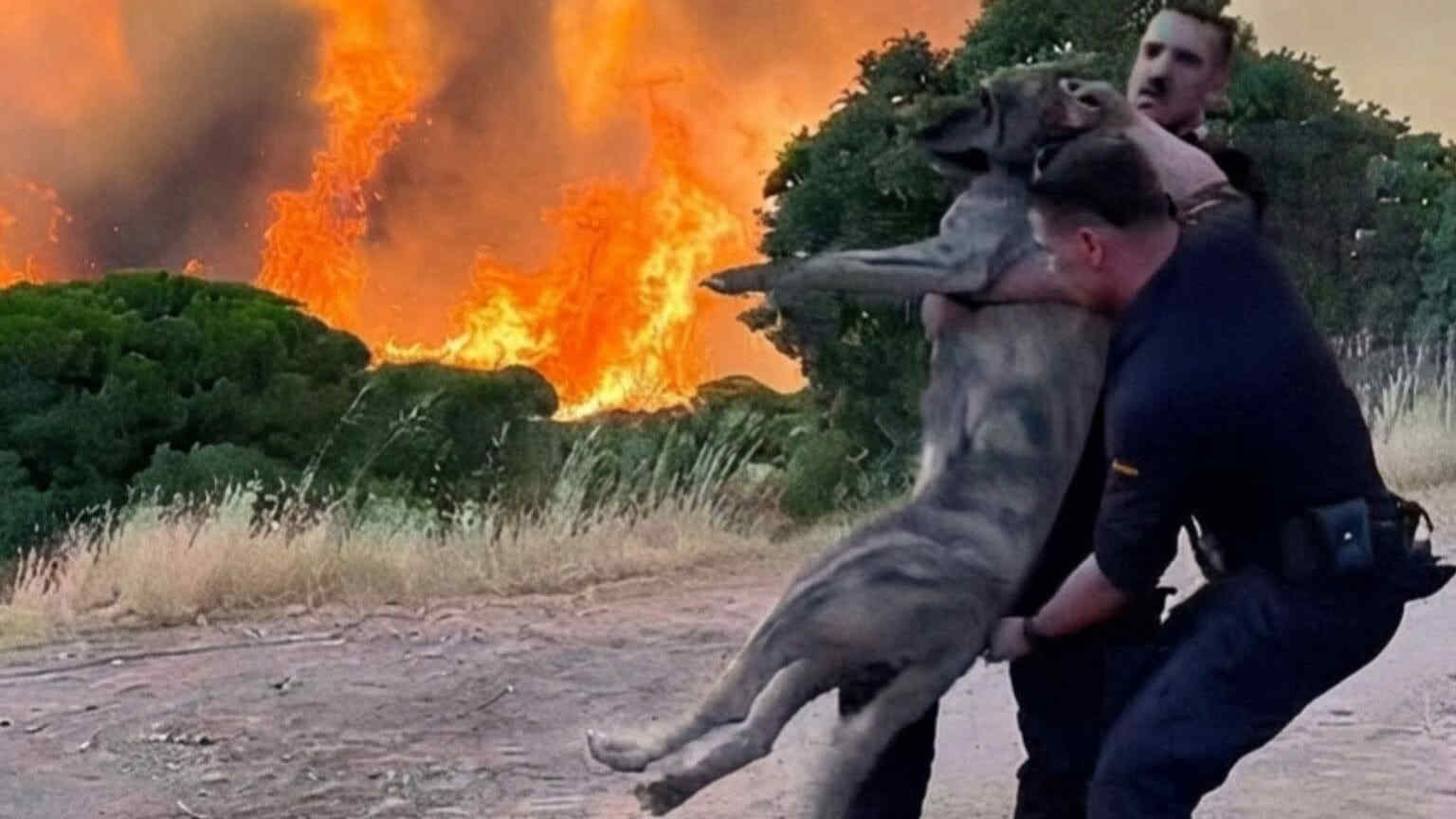 Incendi devastanti in Spagna: il salvataggio di un cane tra le fiamme emoziona il web